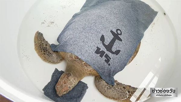 เต่าตนุ