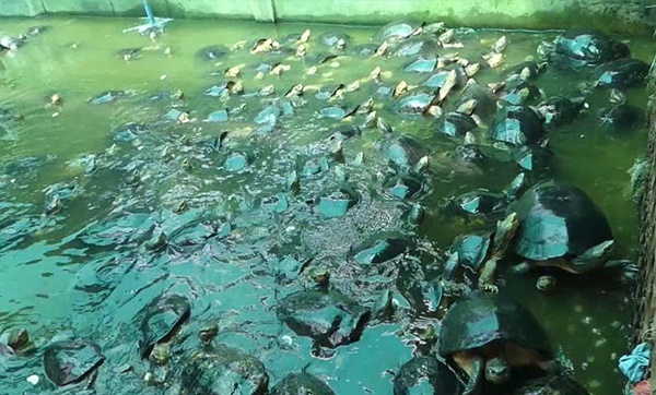 ปล่อยเต่าสะเดาะเคราะห์