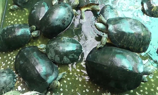 ปล่อยเต่าสะเดาะเคราะห์