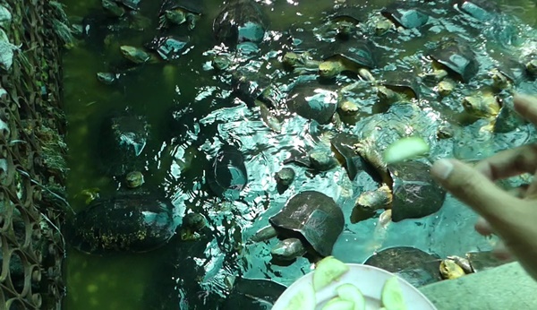 ปล่อยเต่าสะเดาะเคราะห์