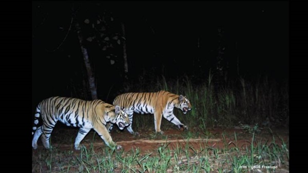 เสือโคร่ง 18 ตัว ในป่าดงพญาเย็น-เขาใหญ่