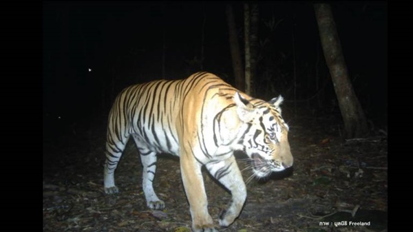 เสือโคร่ง 18 ตัว ในป่าดงพญาเย็น-เขาใหญ่