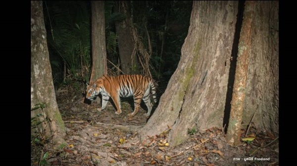 เสือโคร่ง 18 ตัว ในป่าดงพญาเย็น-เขาใหญ่