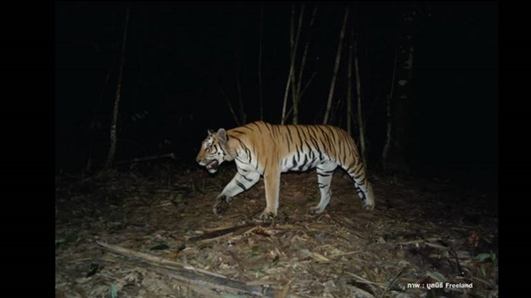 เสือโคร่ง 18 ตัว ในป่าดงพญาเย็น-เขาใหญ่