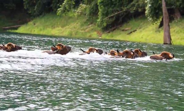 ฝูงกระทิงรวมกลุ่มว่ายน้ำข้ามเขื่อนเชี่ยวหลาน