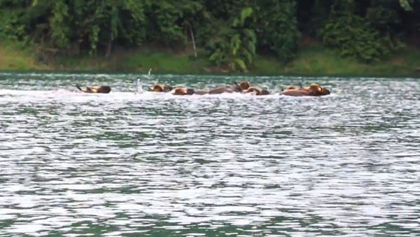 ฝูงกระทิงรวมกลุ่มว่ายน้ำข้ามเขื่อนเชี่ยวหลาน