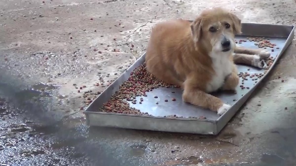 หมามาทิ้ง