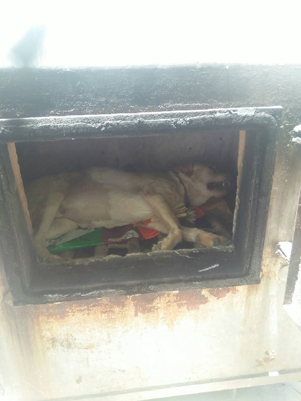 หมามาทิ้ง