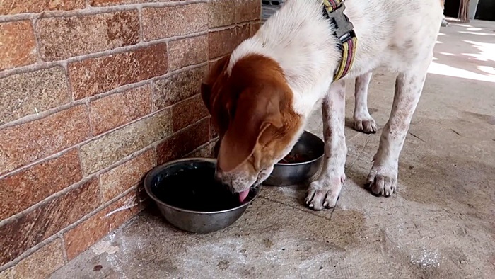 แกล้งหมา