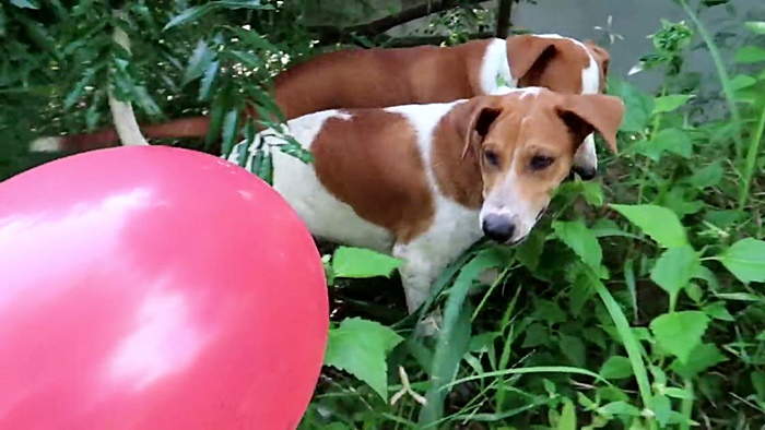 แกล้งหมา