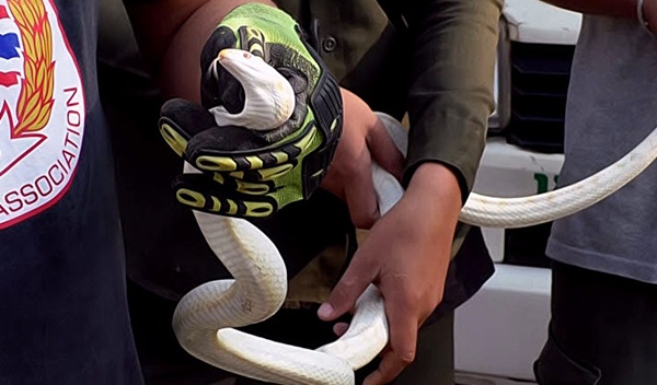 งูเผือก