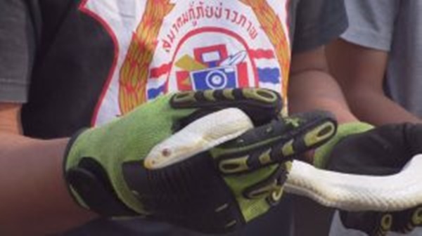 งูเผือก