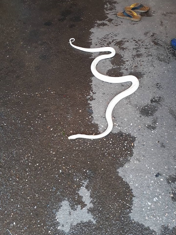 งูเผือก