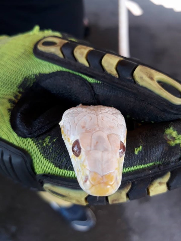 งูเผือก