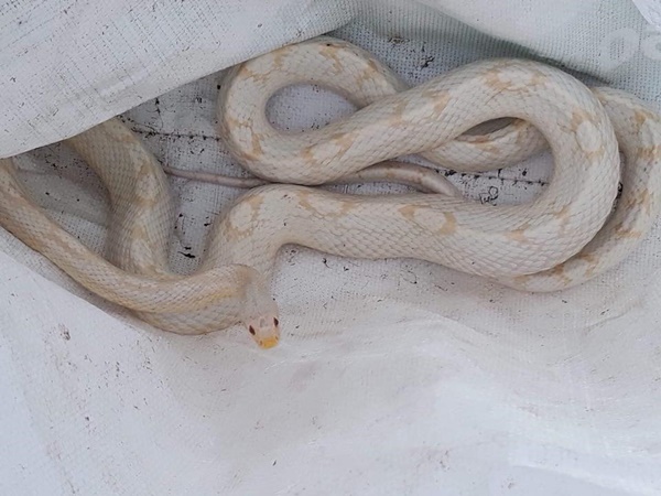 งูเผือก