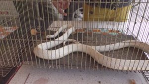 งูเผือก