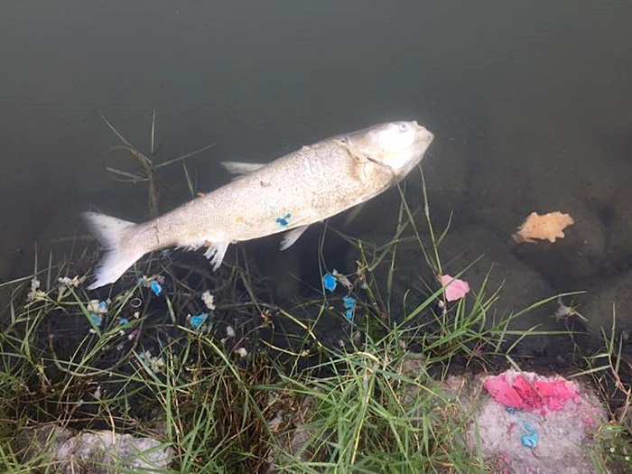 ลอยกระทง