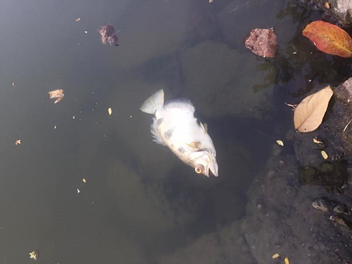 ลอยกระทง