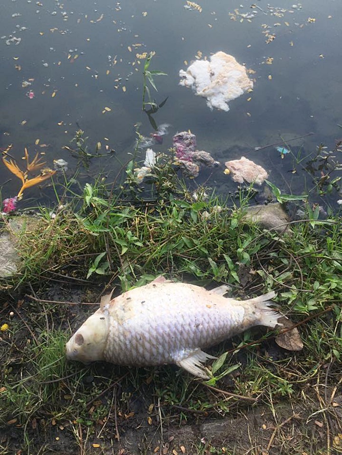 ลอยกระทง