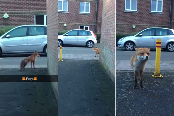 หมาจิ้งจอก