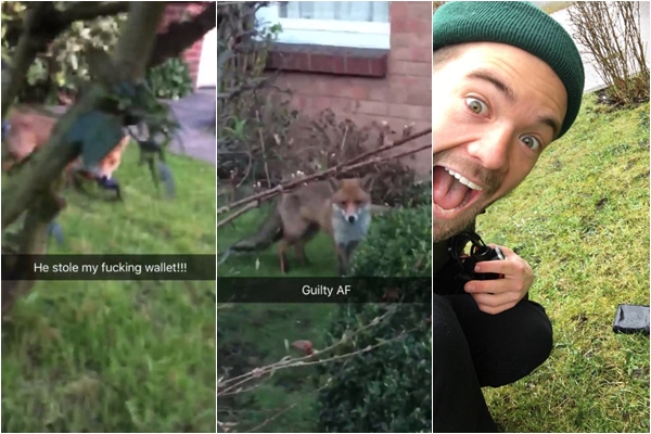 หมาจิ้งจอก