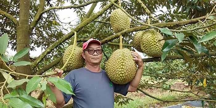 ทุเรียนหมอนทองยักษ์