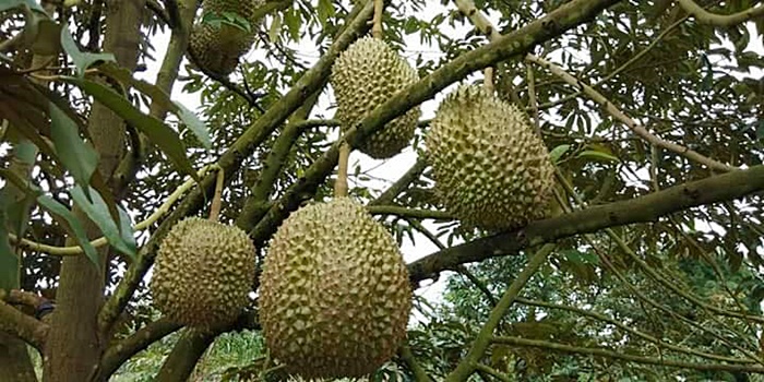 ทุเรียนหมอนทองยักษ์