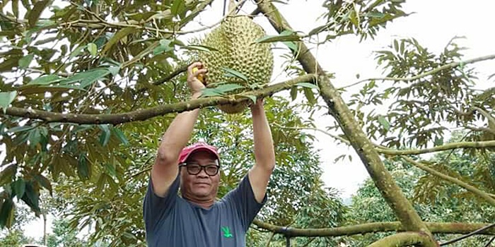 ทุเรียนหมอนทองยักษ์