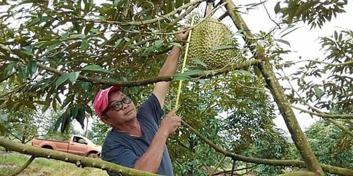 ทุเรียนหมอนทองยักษ์