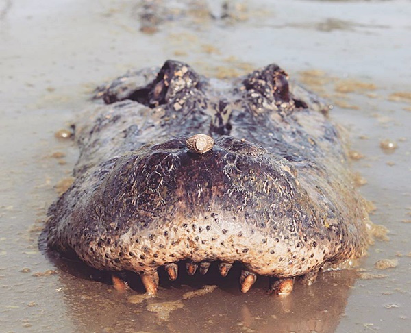 ถ่ายรูปกับจระเข้