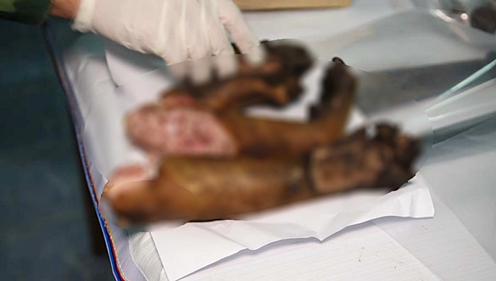 ล่าหมีขอ