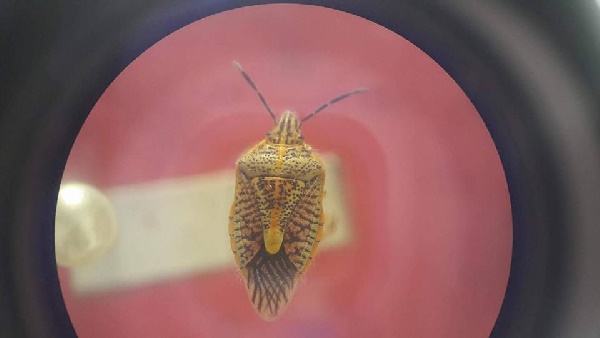  แมลงมรณะ 