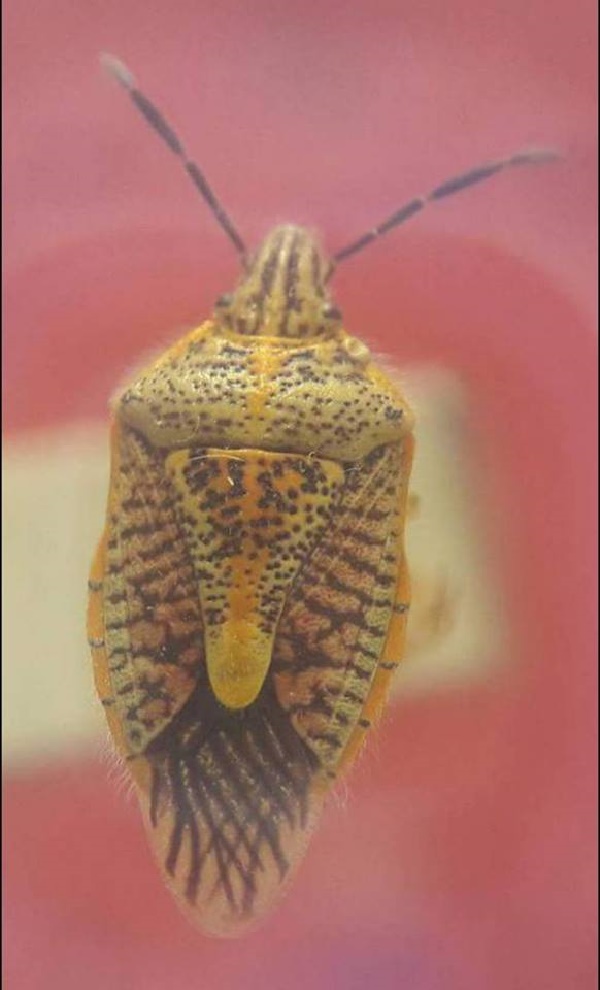  แมลงมรณะ 