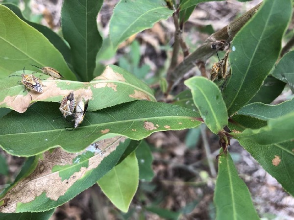  แมลงมรณะ 