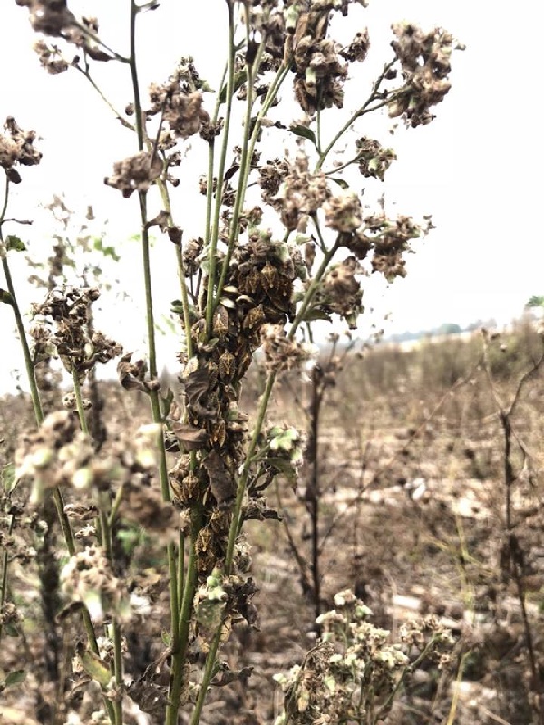  แมลงมรณะ 