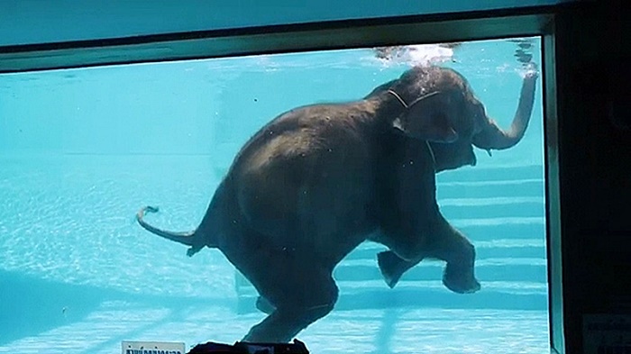 ช้างเล่นน้ำ 