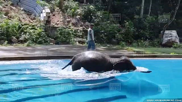 ช้างเล่นน้ำ 