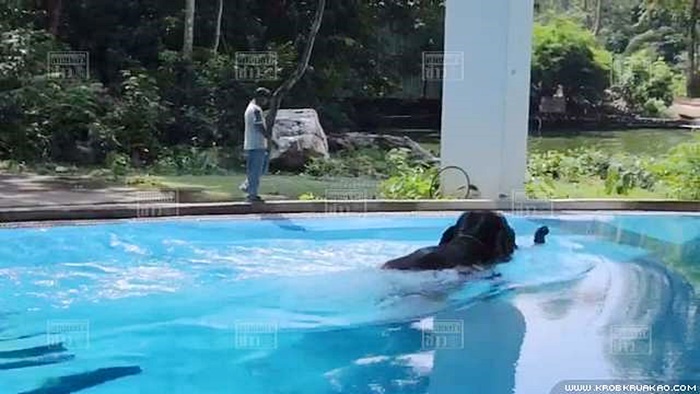 ช้างเล่นน้ำ 