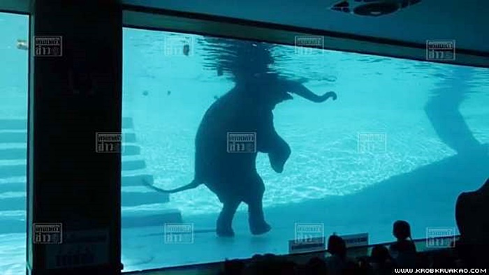 ช้างเล่นน้ำ 