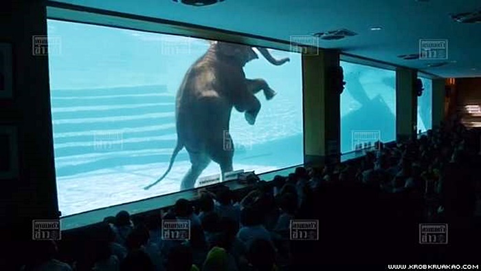 ช้างเล่นน้ำ 