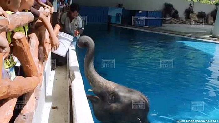 ช้างเล่นน้ำ 