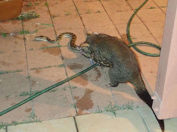 พอสซัมสู้กับงู