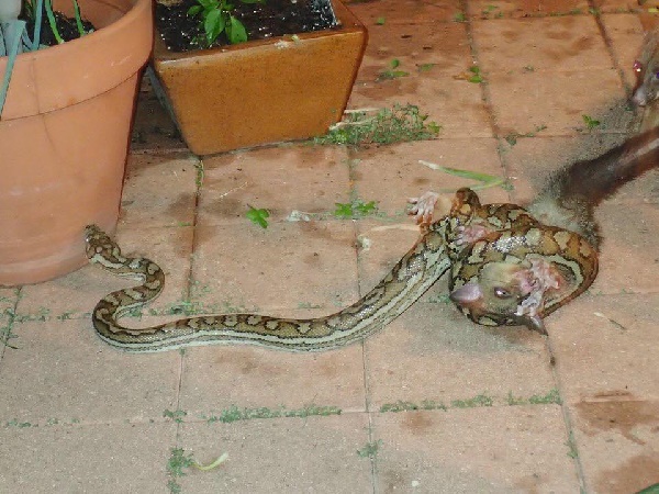 พอสซัมสู้กับงู