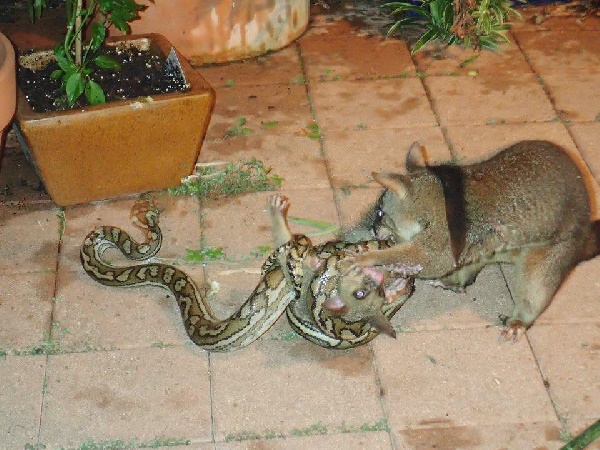 พอสซัมสู้กับงู