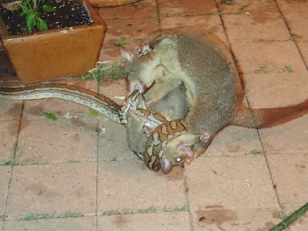 พอสซัมสู้กับงู