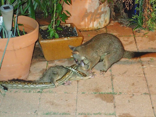 พอสซัมสู้กับงู