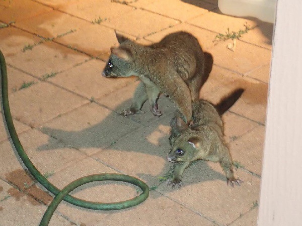 พอสซัมสู้กับงู