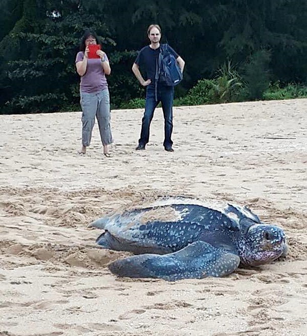 เต่ามะเฟือง