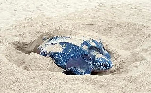 เต่ามะเฟือง