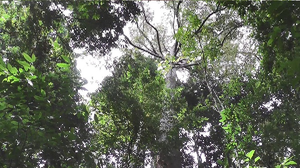 ต้นทุเรียนยักษ์